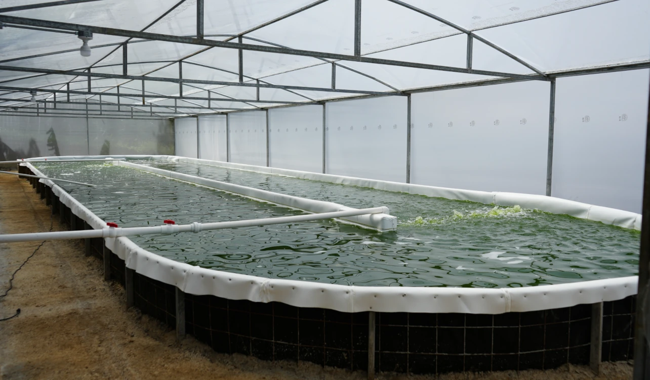 microalgas, ciencia, costa rica, agricultura, cambio climático