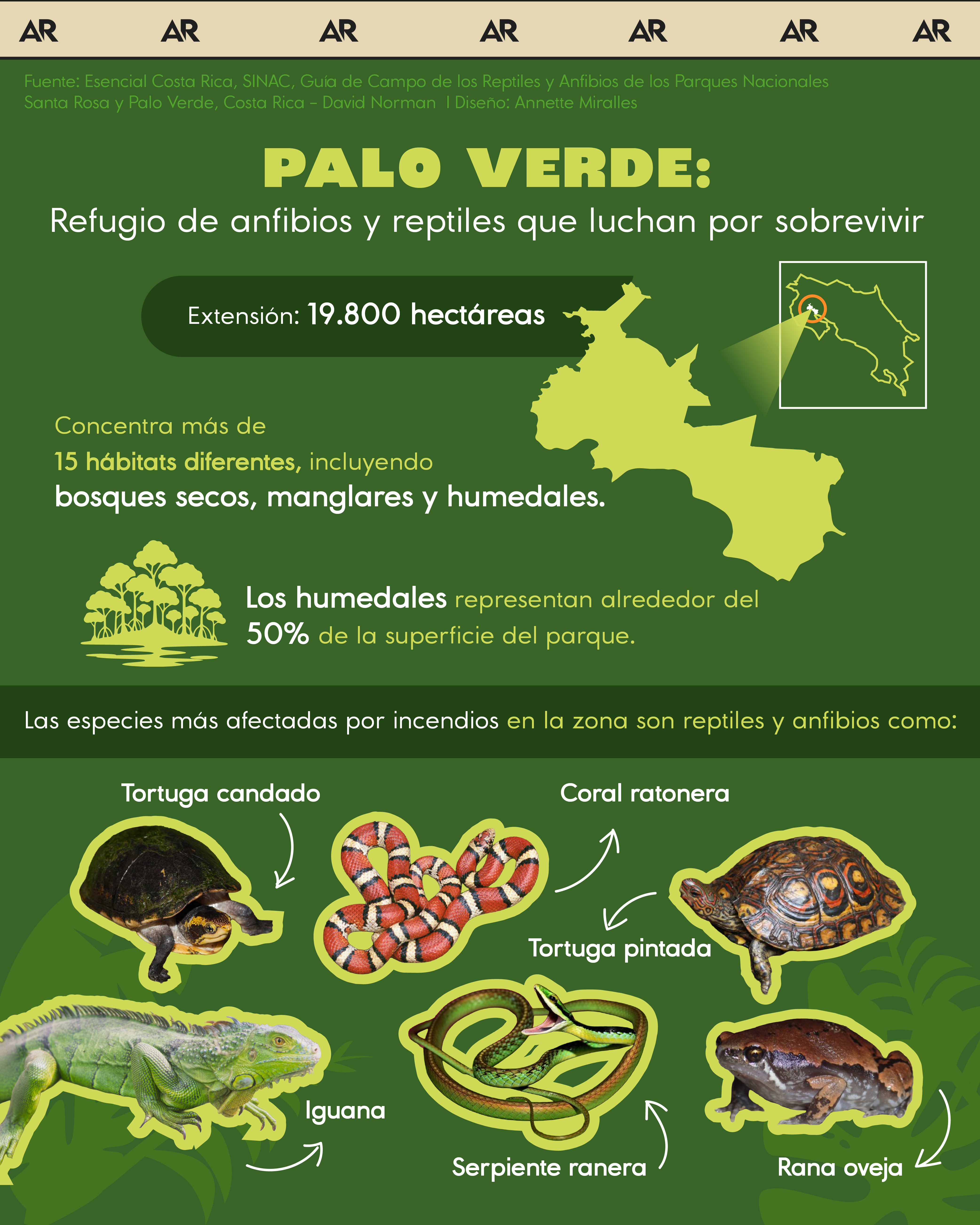 Palo Verde: Refugio de anfibios y reptiles que luchan por sobrevivir 