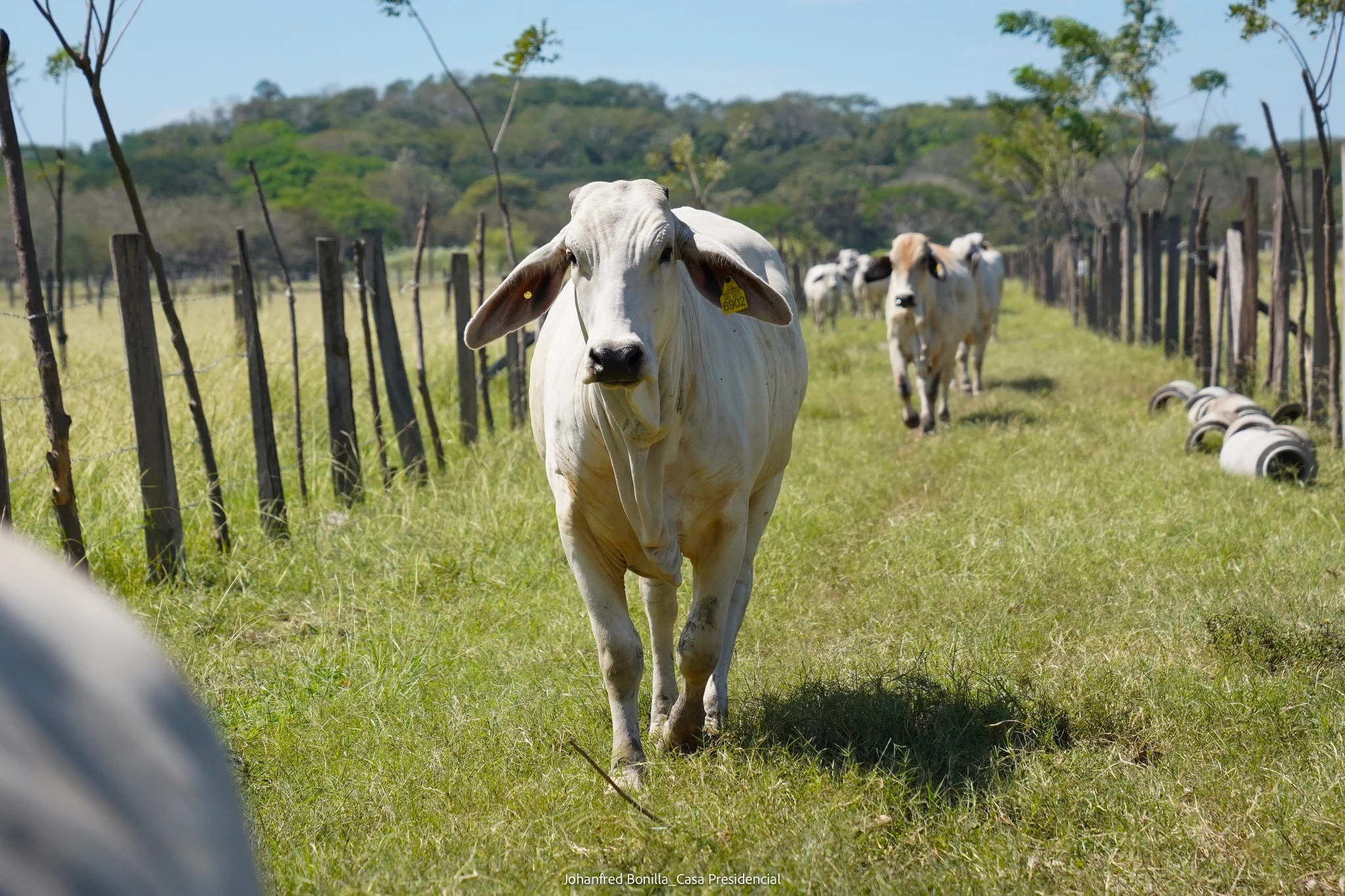 ganado, prórroga, noticias, Costa Rica