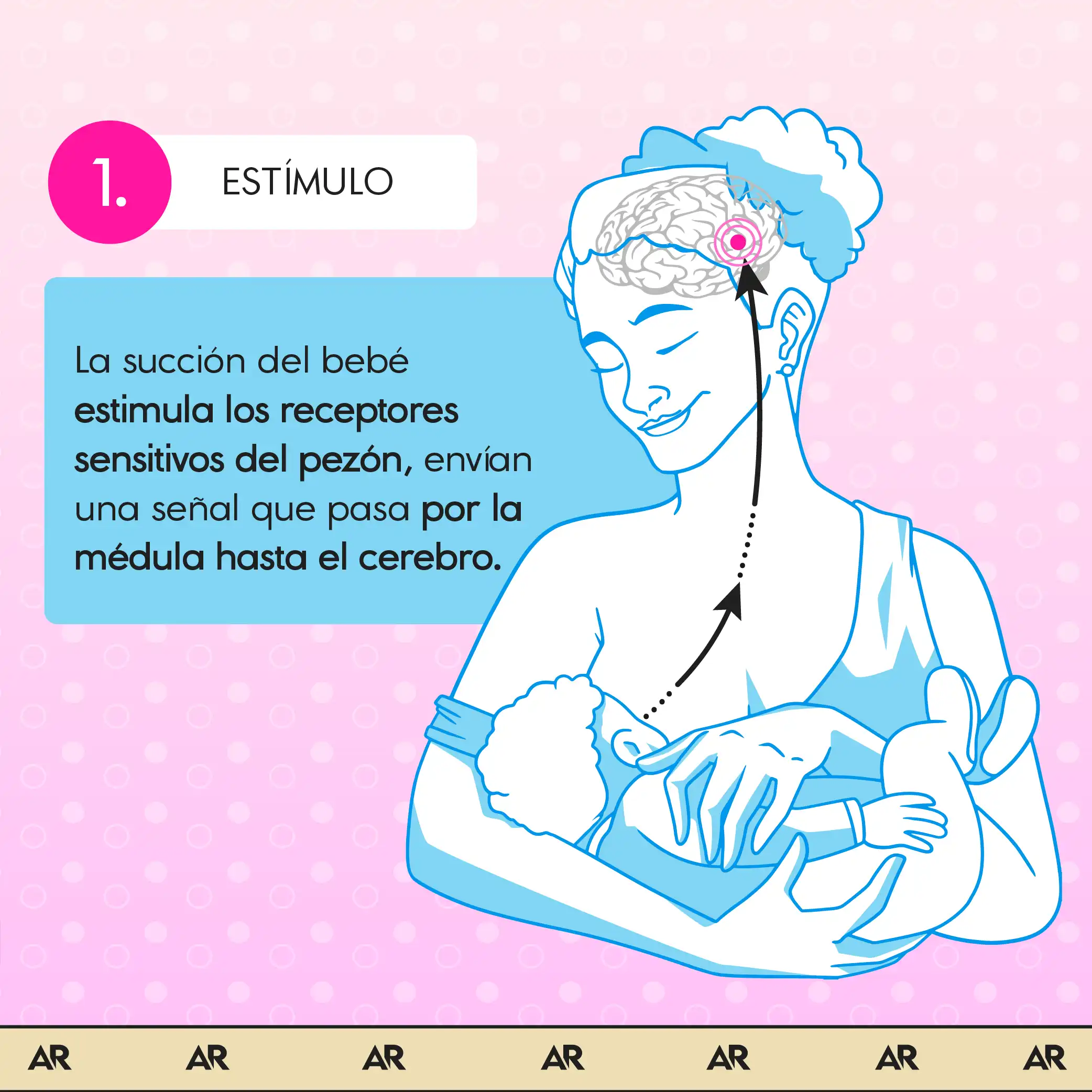 El proceso fisiológico de la producción de leche materna