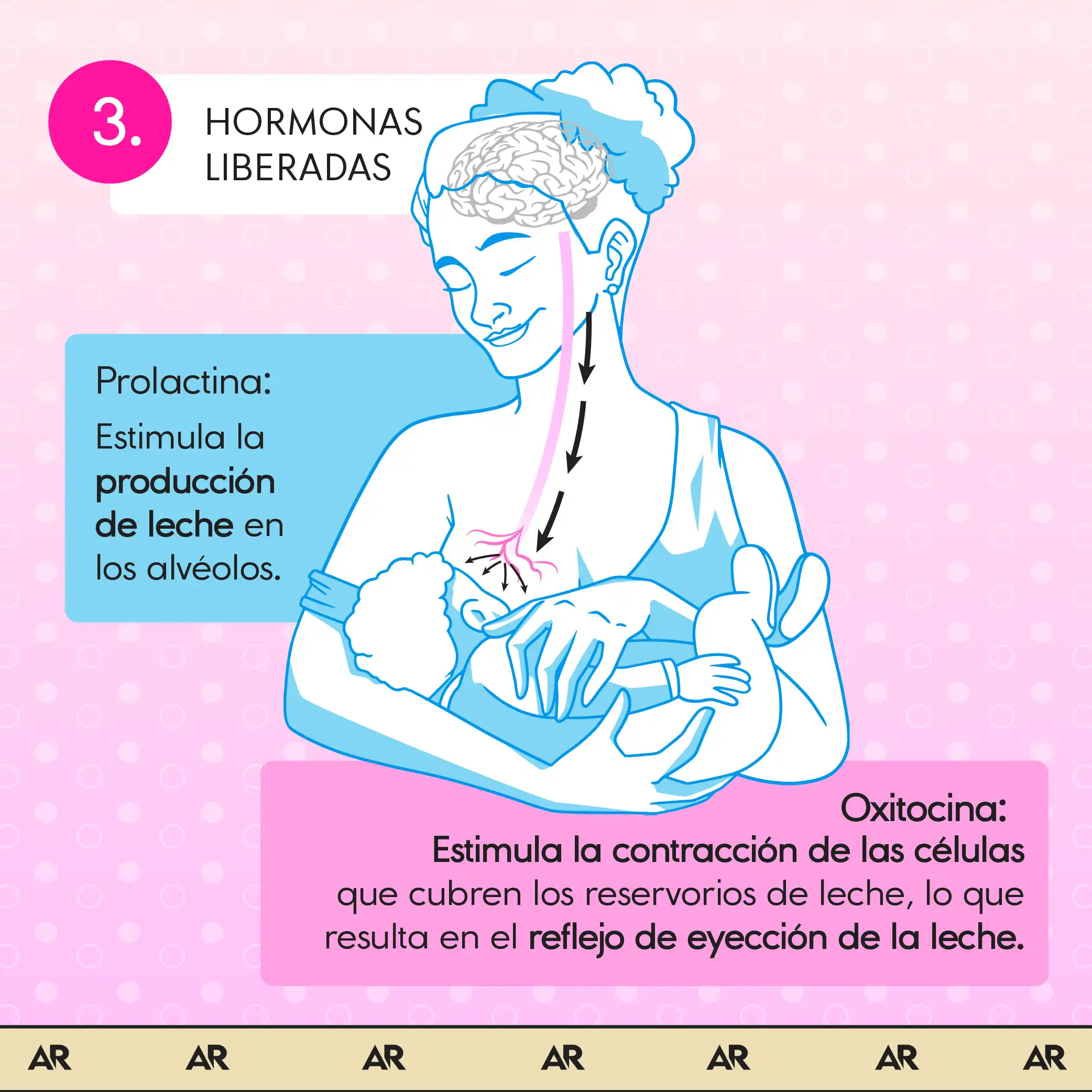 El proceso fisiológico de la producción de leche materna