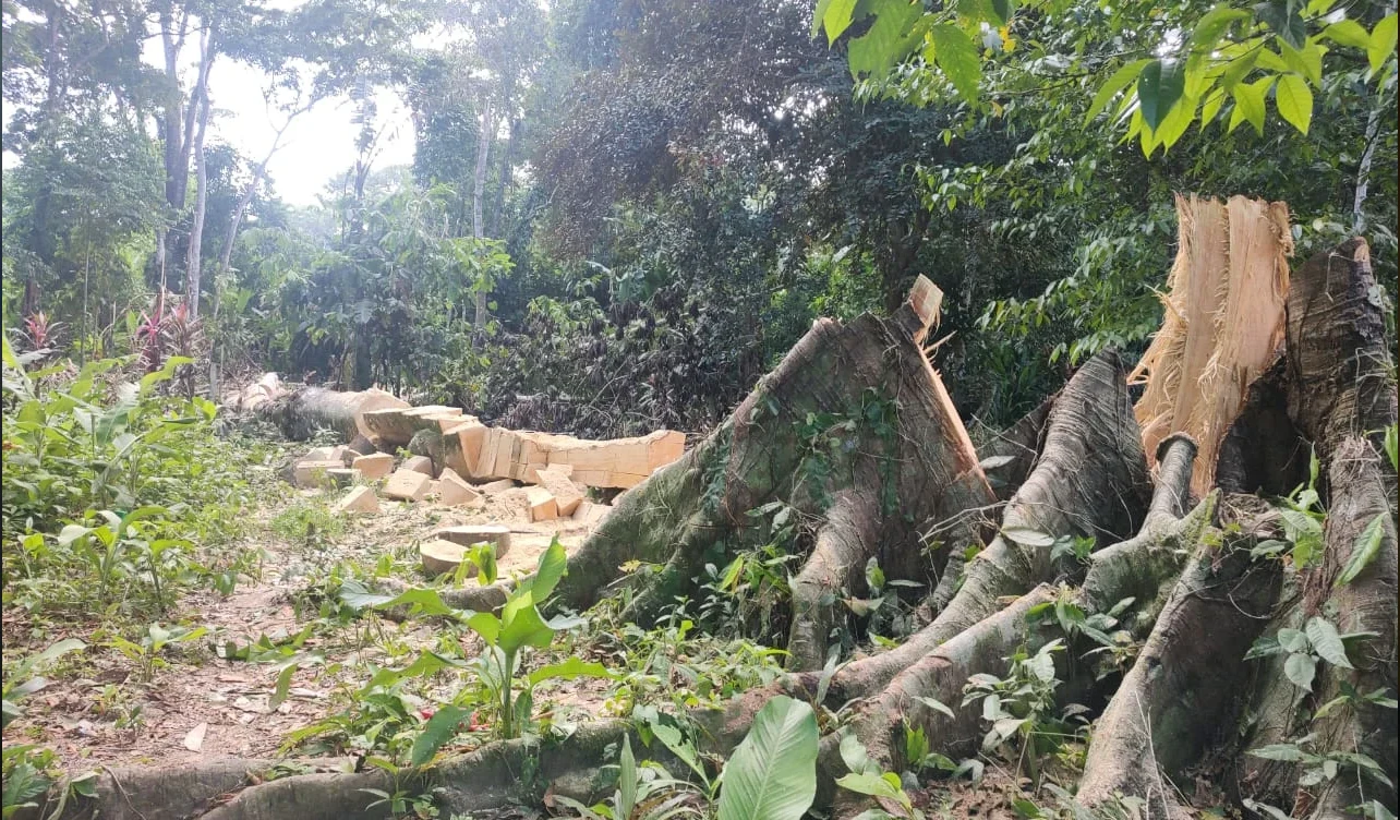 habeas corpus, rechazo, sala iv, ambiente, manzanillo