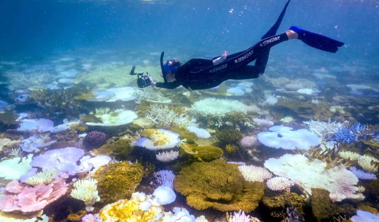gran barrera de coral, blanqueamiento, australia, cambio climático