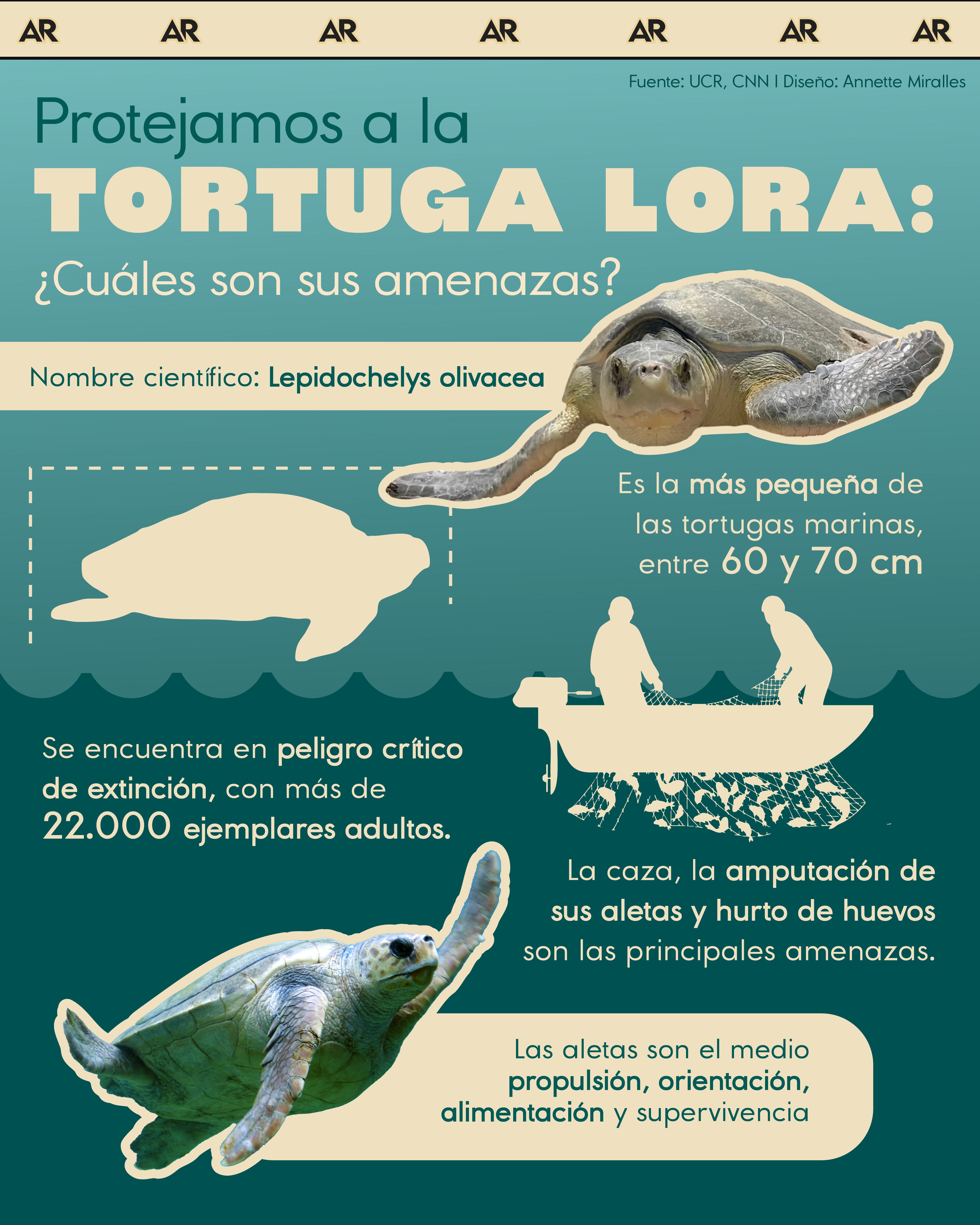 Tortuga Lora, amenazas, ambiente, noticias, costa rica 