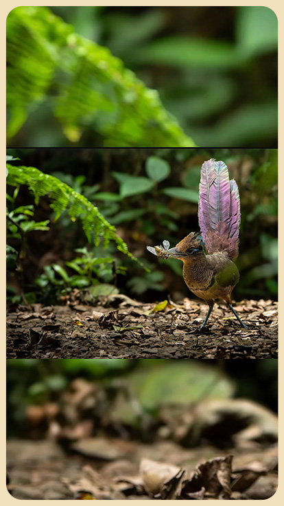 Ave silvestre de Costa Rica