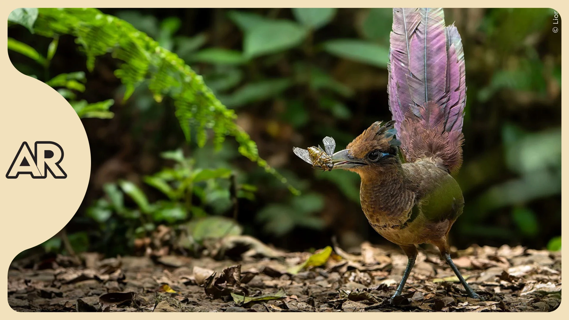 Tico llega a final de reconocido concurso de fotografía silvestre