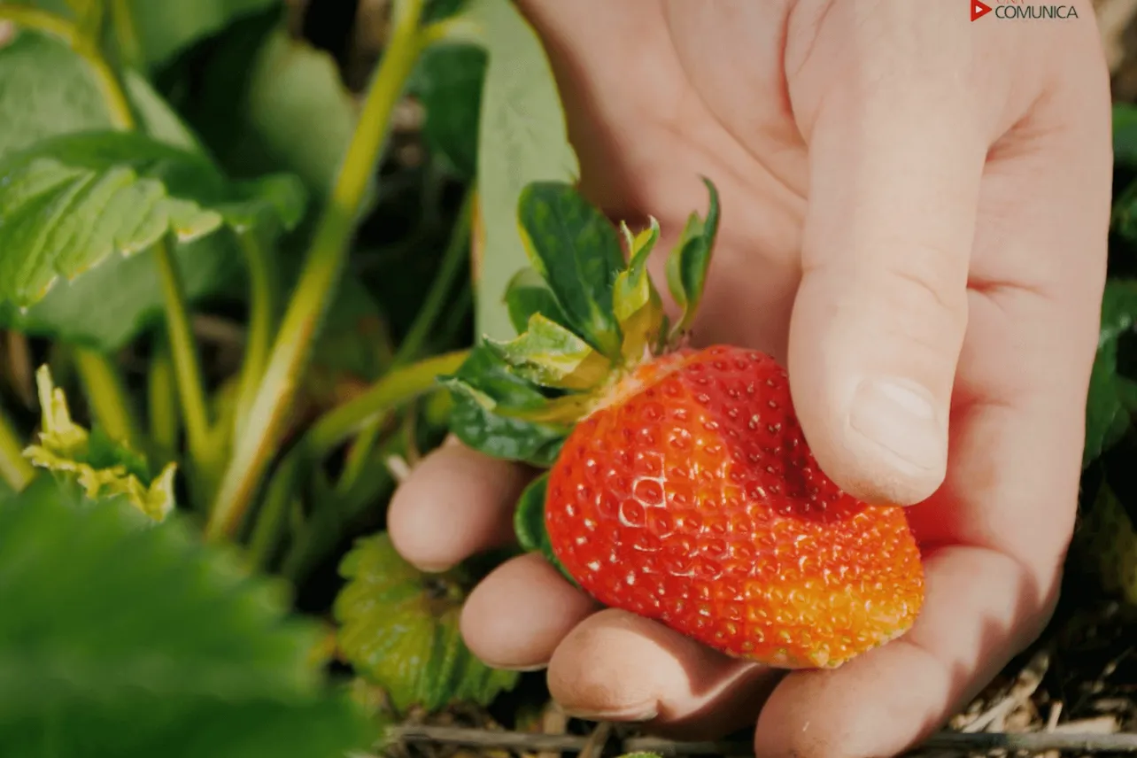 alertan, presencia, hongo, amenaza, produccion, nacional, fresas, noticias, Costa Rica