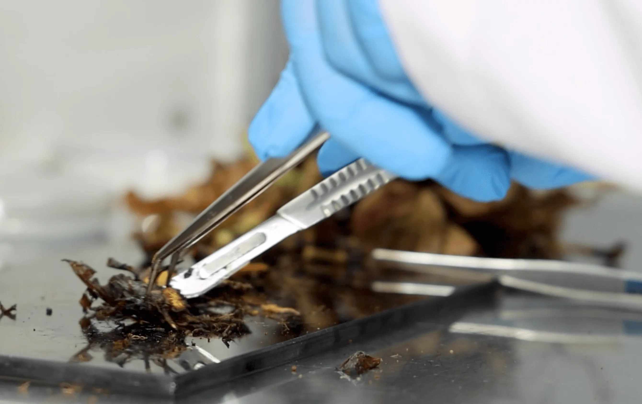 060326_Fresas_hongo_interna