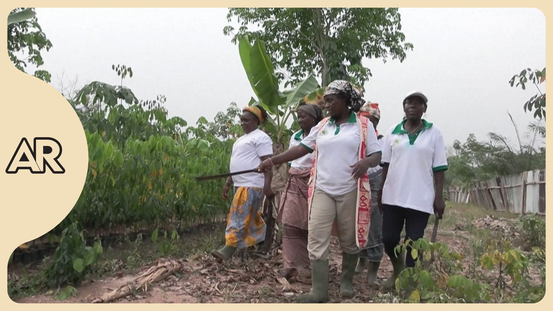 Mujeres marfileñas ganan independencia al convertirse en dueñas de plantaciones de caucho