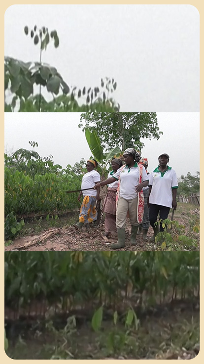 Mujeres marfileñas caminan en plantación.