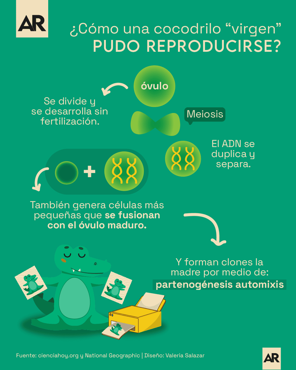 070623_Cocodrilo_Virgen_Reproducci%C3%B3n1.png