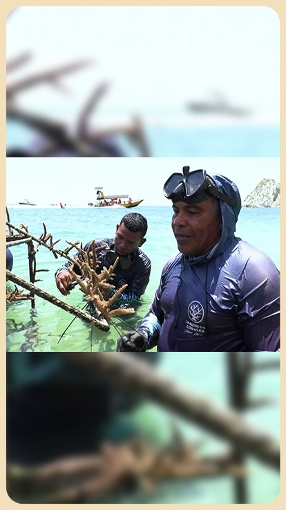 Jardineros submarinos en Colombia.