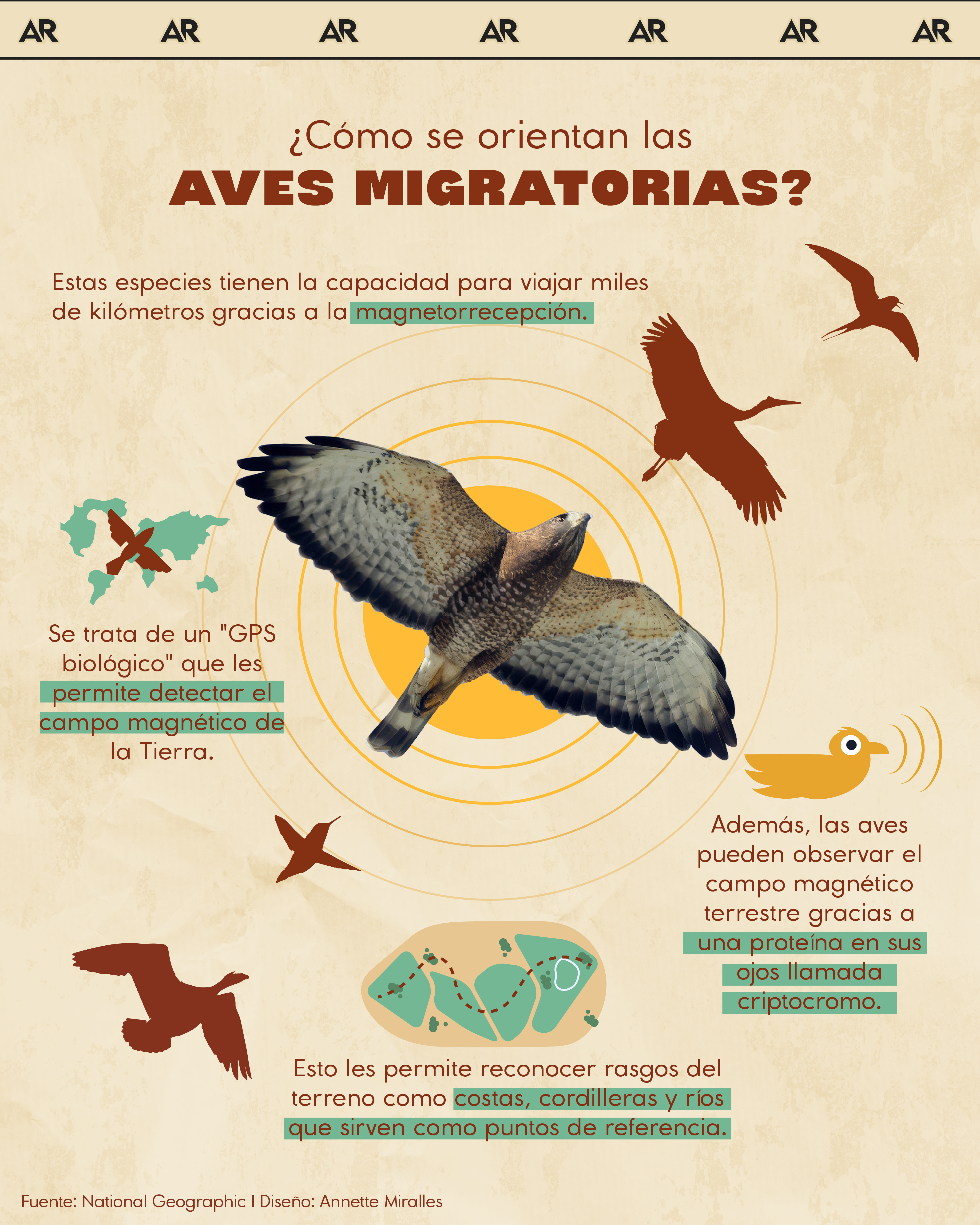 ¿Cómo se orientan las aves migratorias?