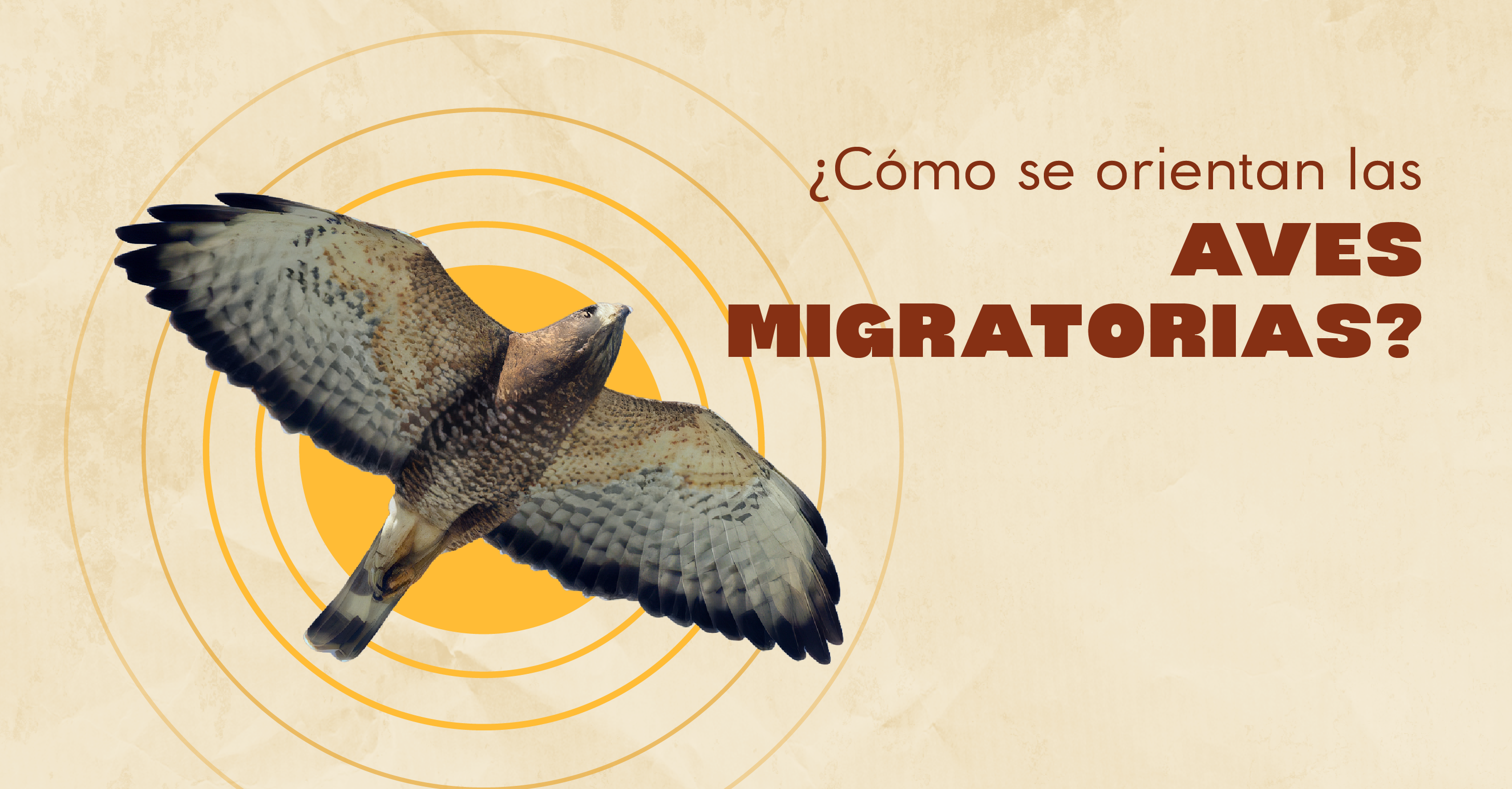 ¿Cómo se orientan las aves migratorias?