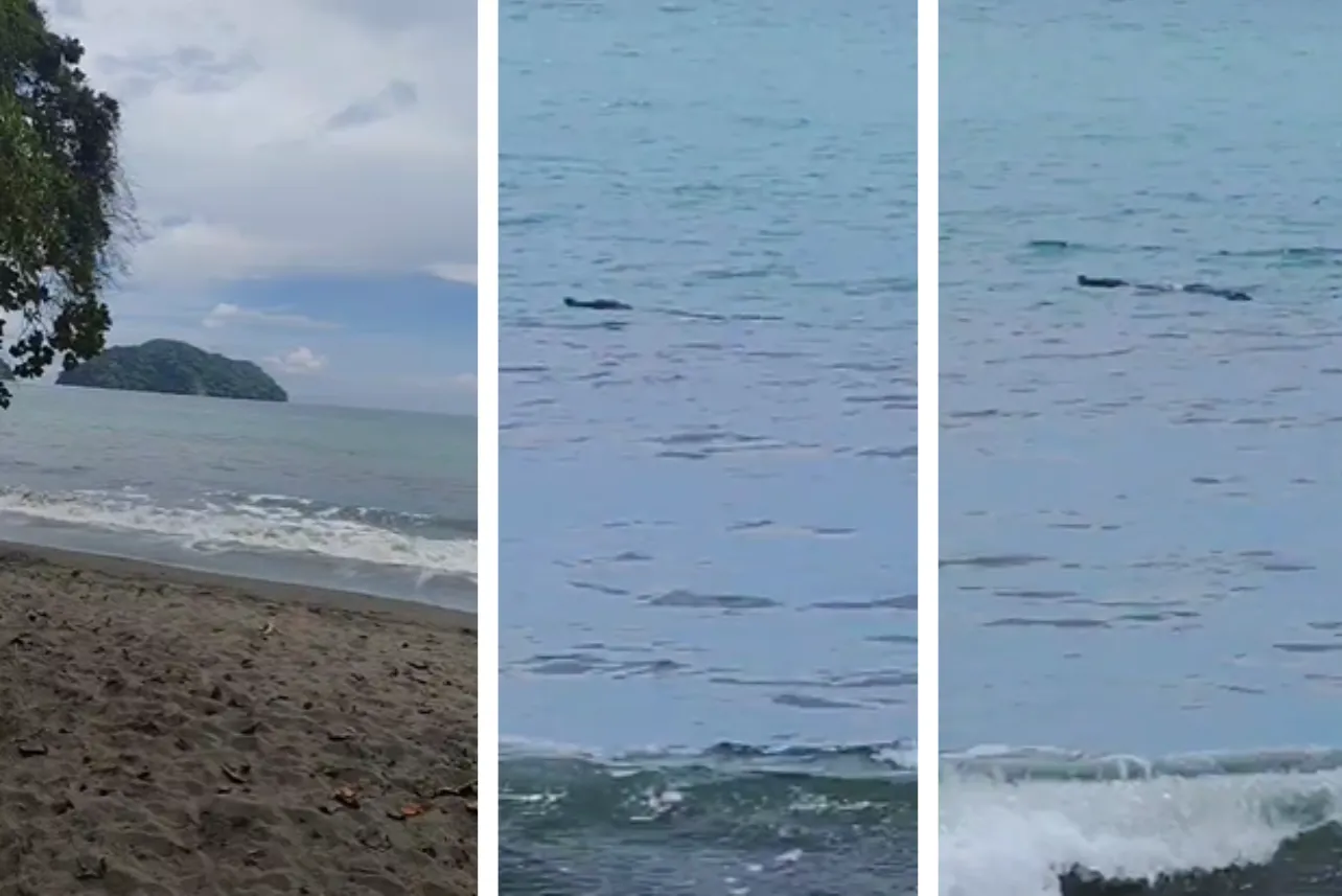 Alertan, avistamiento, cocodrilo, playa Herradura, Garabito, noticias, Costa Rica