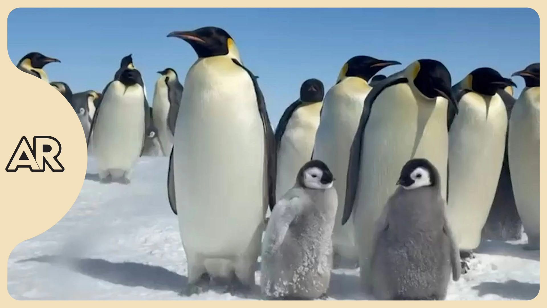 Pingüino emperador en peligro: la crisis del hielo lo acerca a la extinción