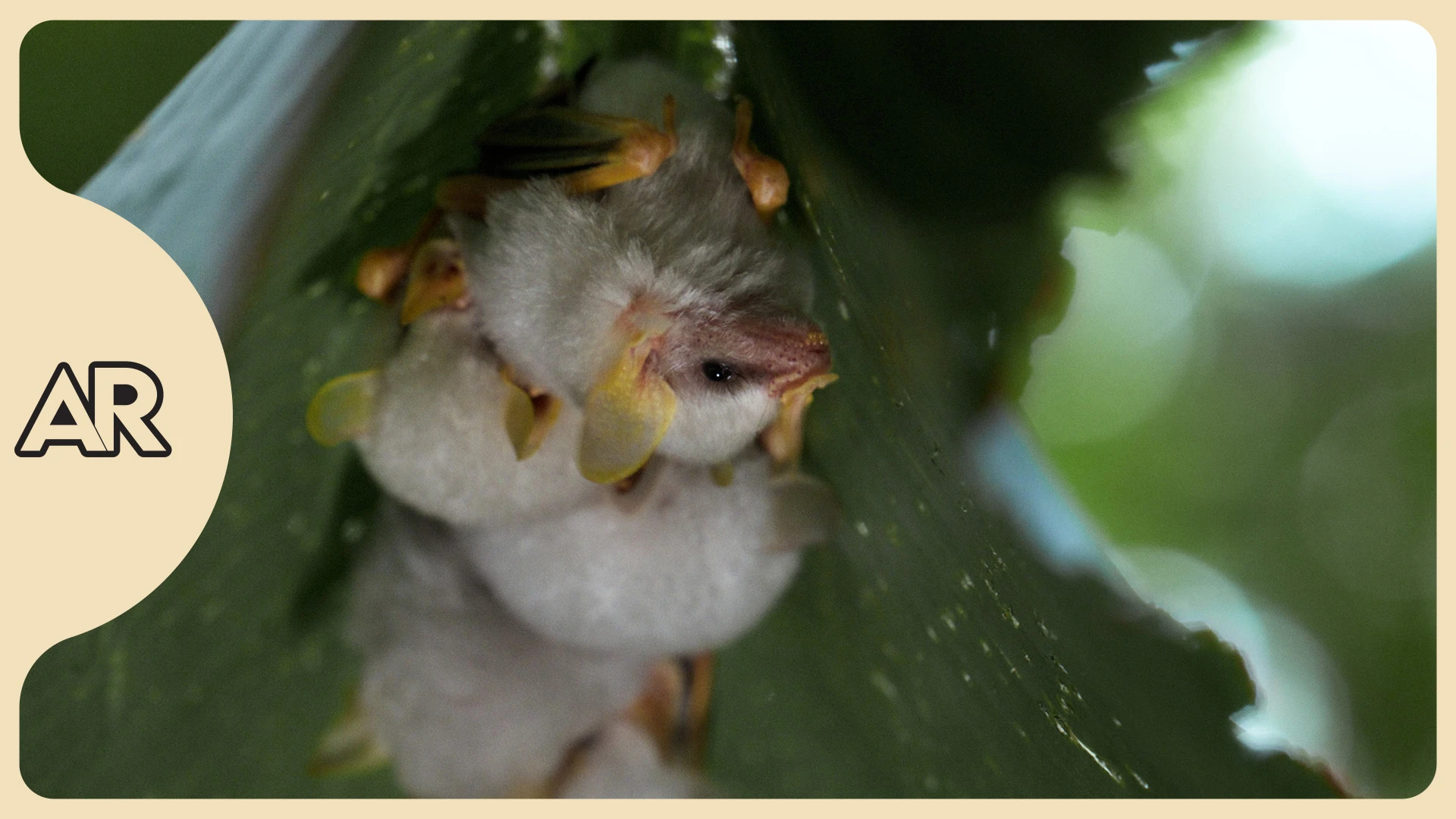  De Costa Rica al mundo: el documental sobre murciélagos que llega a festival internacional