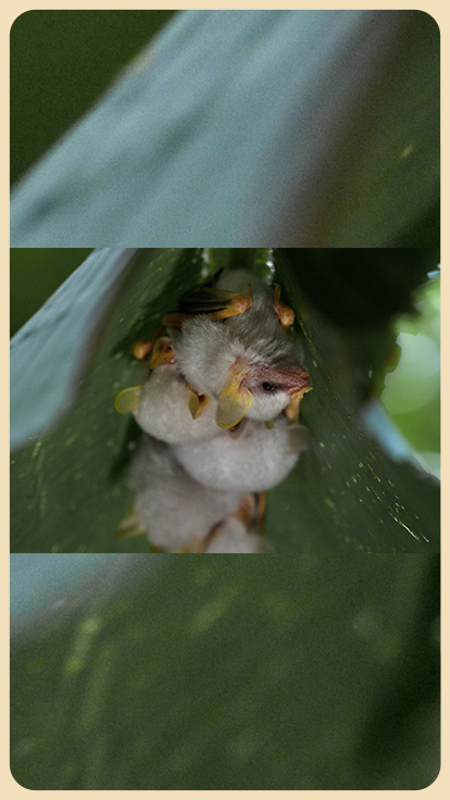Murciélagos en hojas.