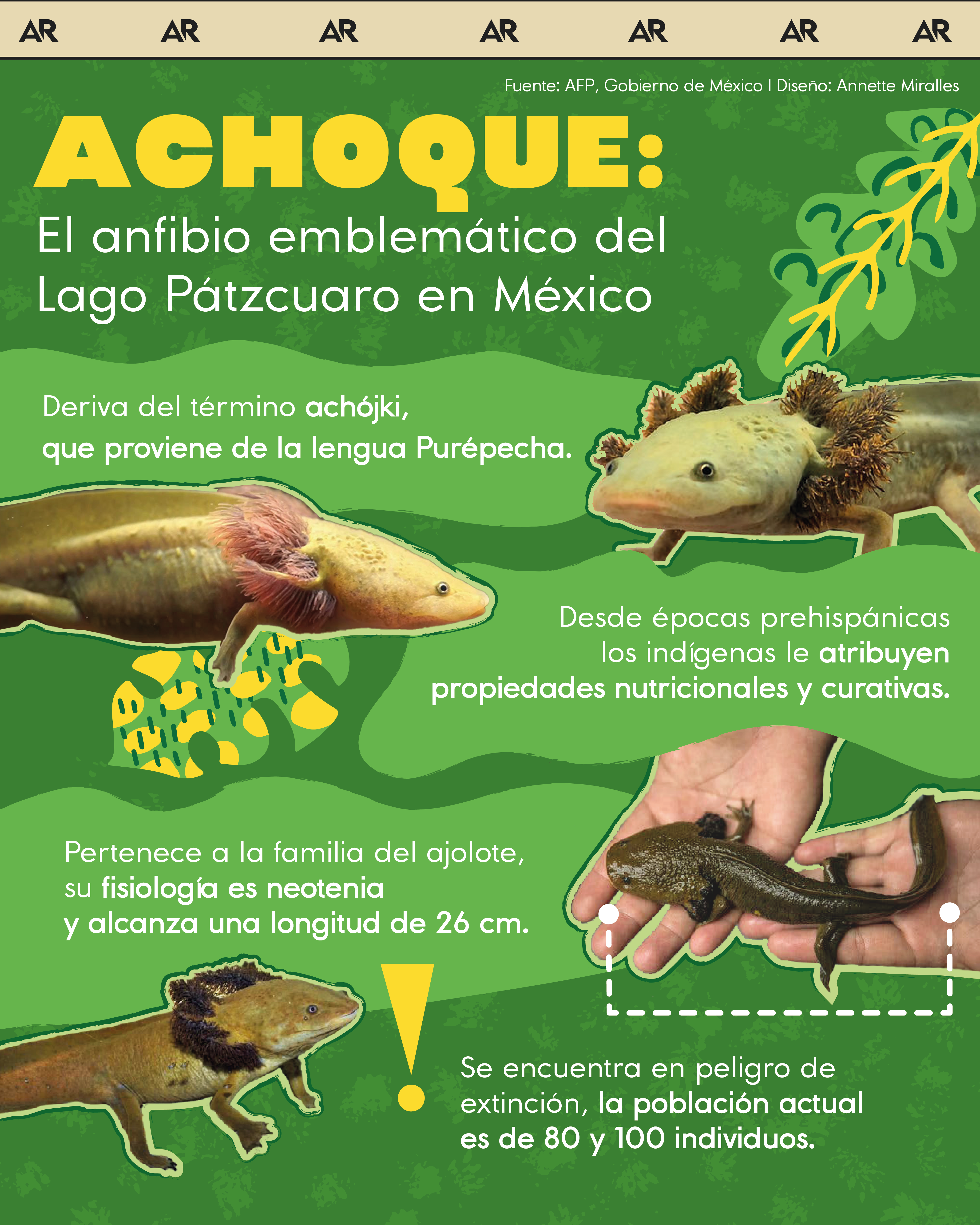 achoque, México, anfibio, ambiente, noticias, Costa Rica 