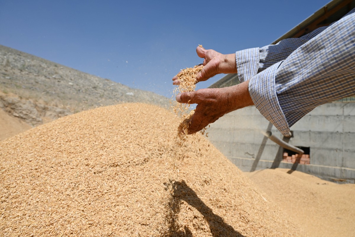 construccion casas arroz