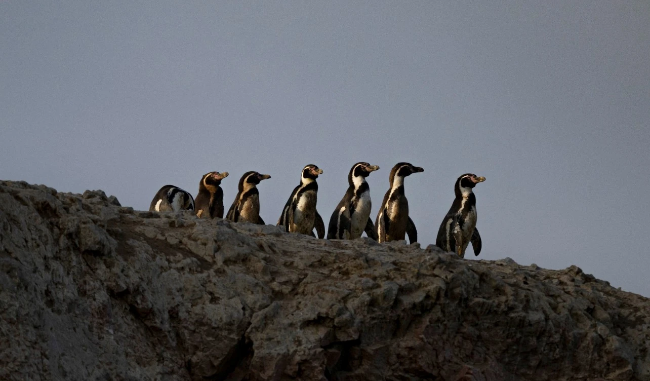perú fauna declive