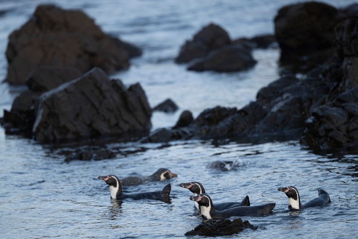 perú fauna declive