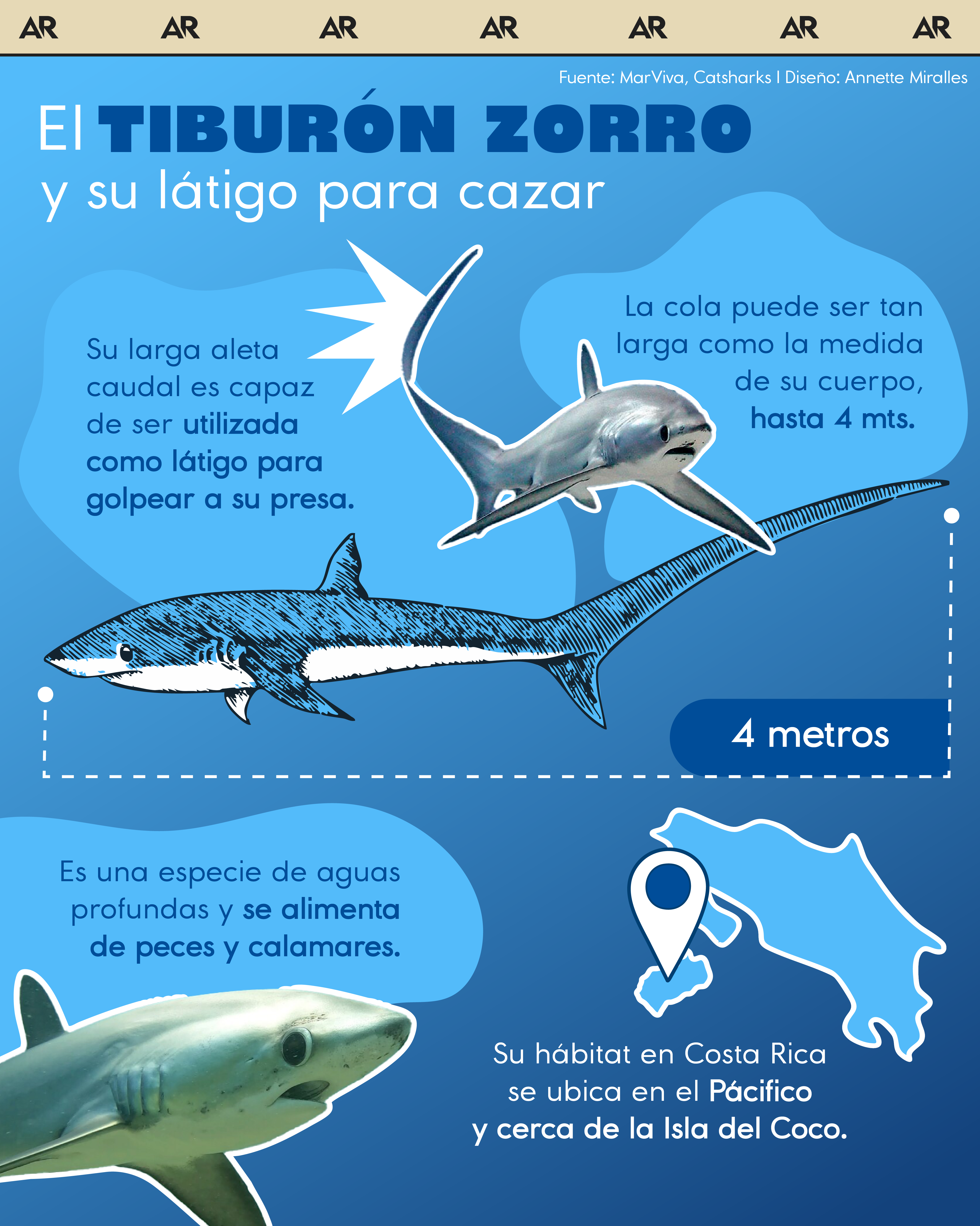 tiburón zorro, cola, ambiente, noticias, Costa Rica 