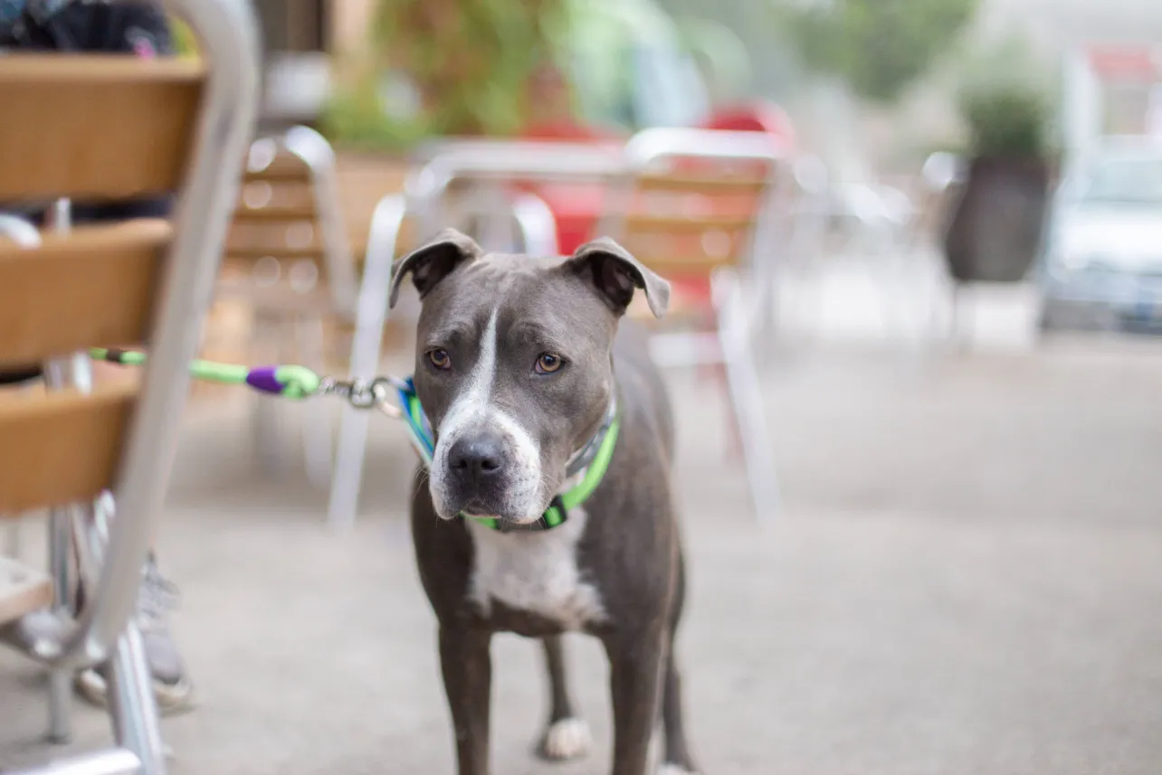 Colegio de Veterinarios, regulación, pet friendly, noticias, Costa Rica
