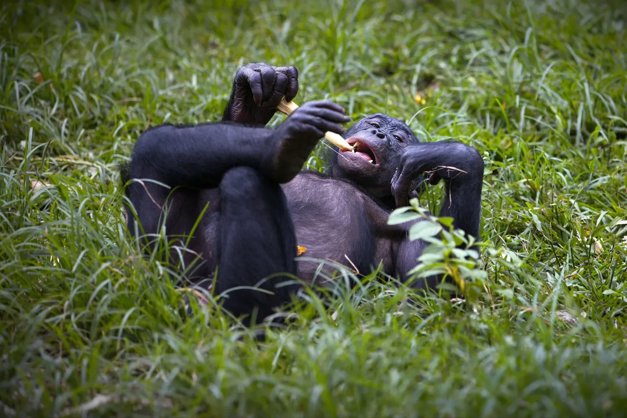 Bonobo.