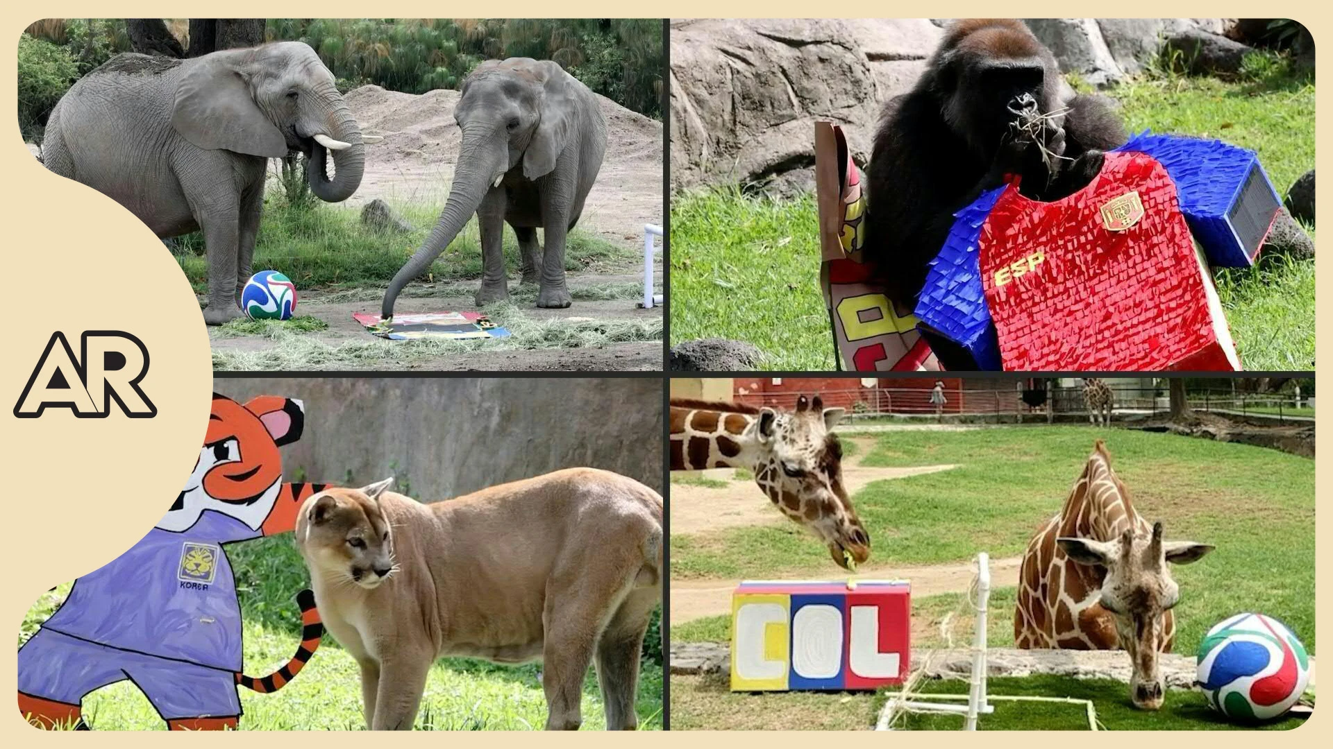 Puro instinto: animales de zoológico mexicano vaticinan resultados de juegos mundialistas