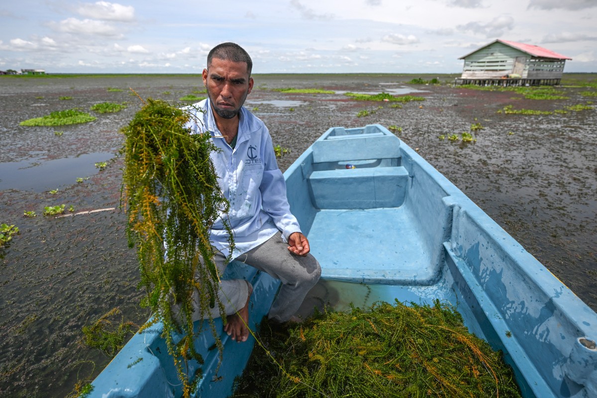 colombia planta invasora