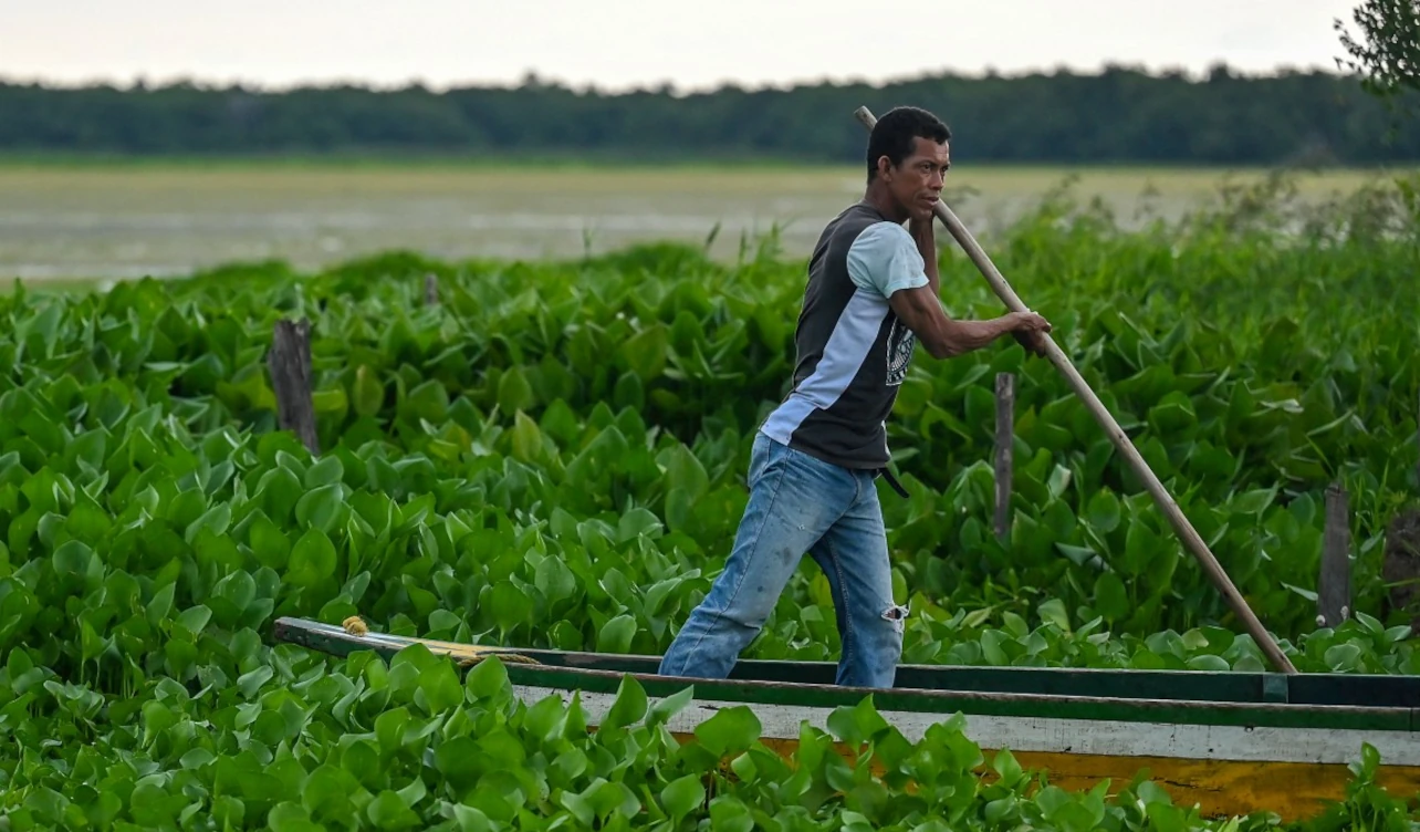 colombia planta invasora