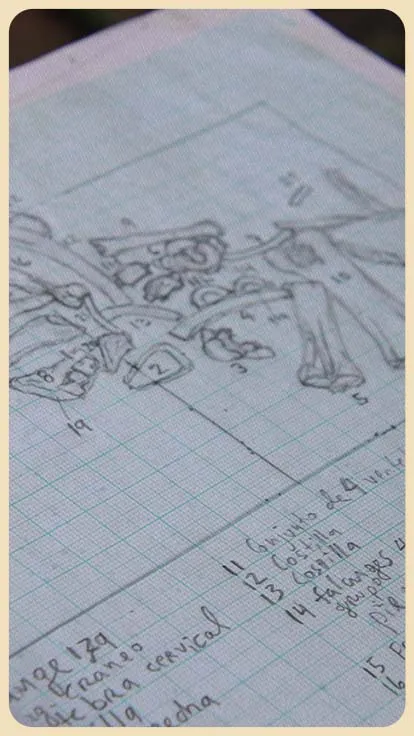 hallazgo-megafauna-cartago-impulsa-investigacion-paleontologica-costa-rica-nacional-noticias