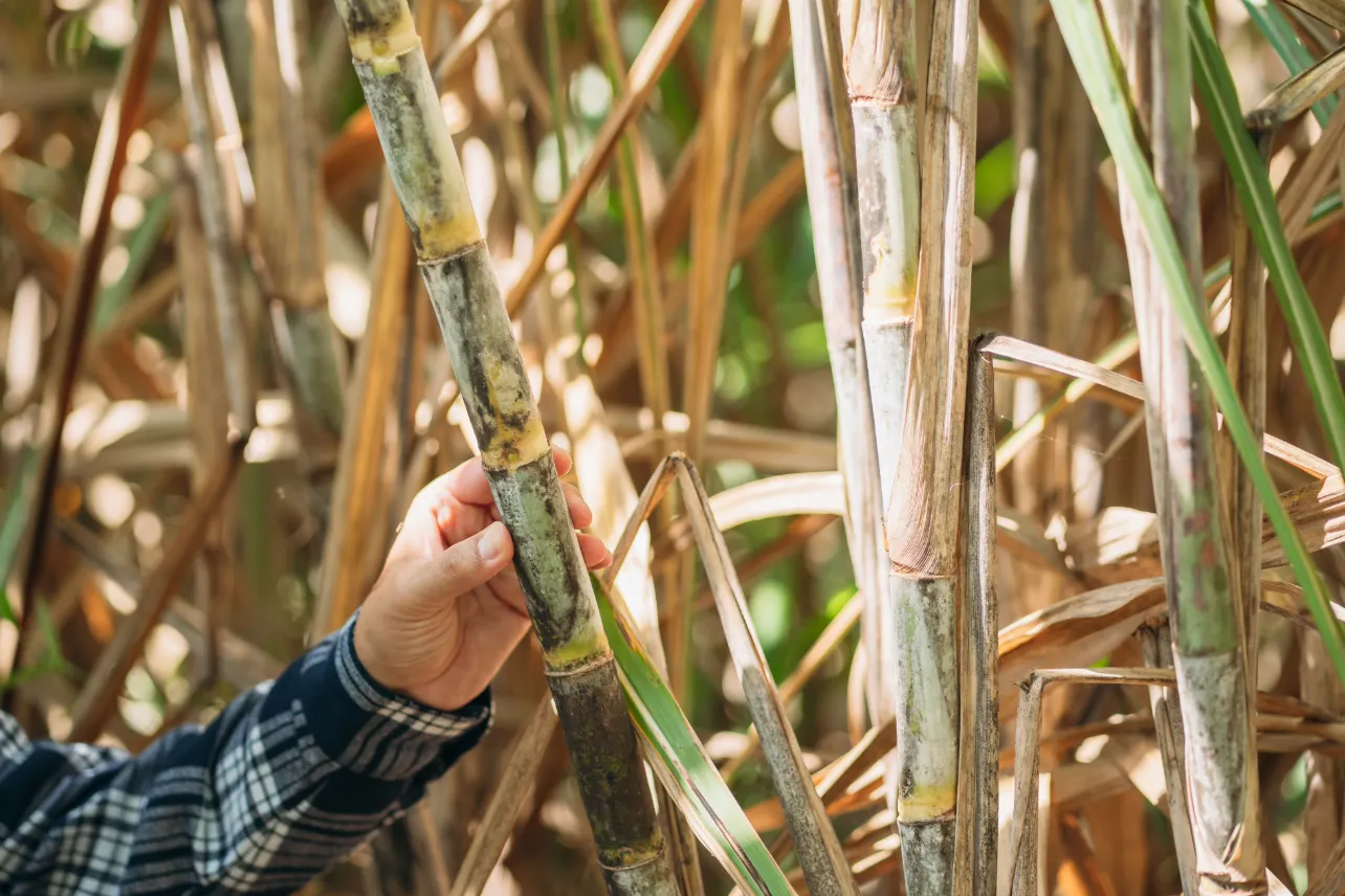 emergencia, fitosanitaria, Pérez Zeledón, Buenos Aires, plaga, cultivo, caña, azúcar, noticias, Costa Rica