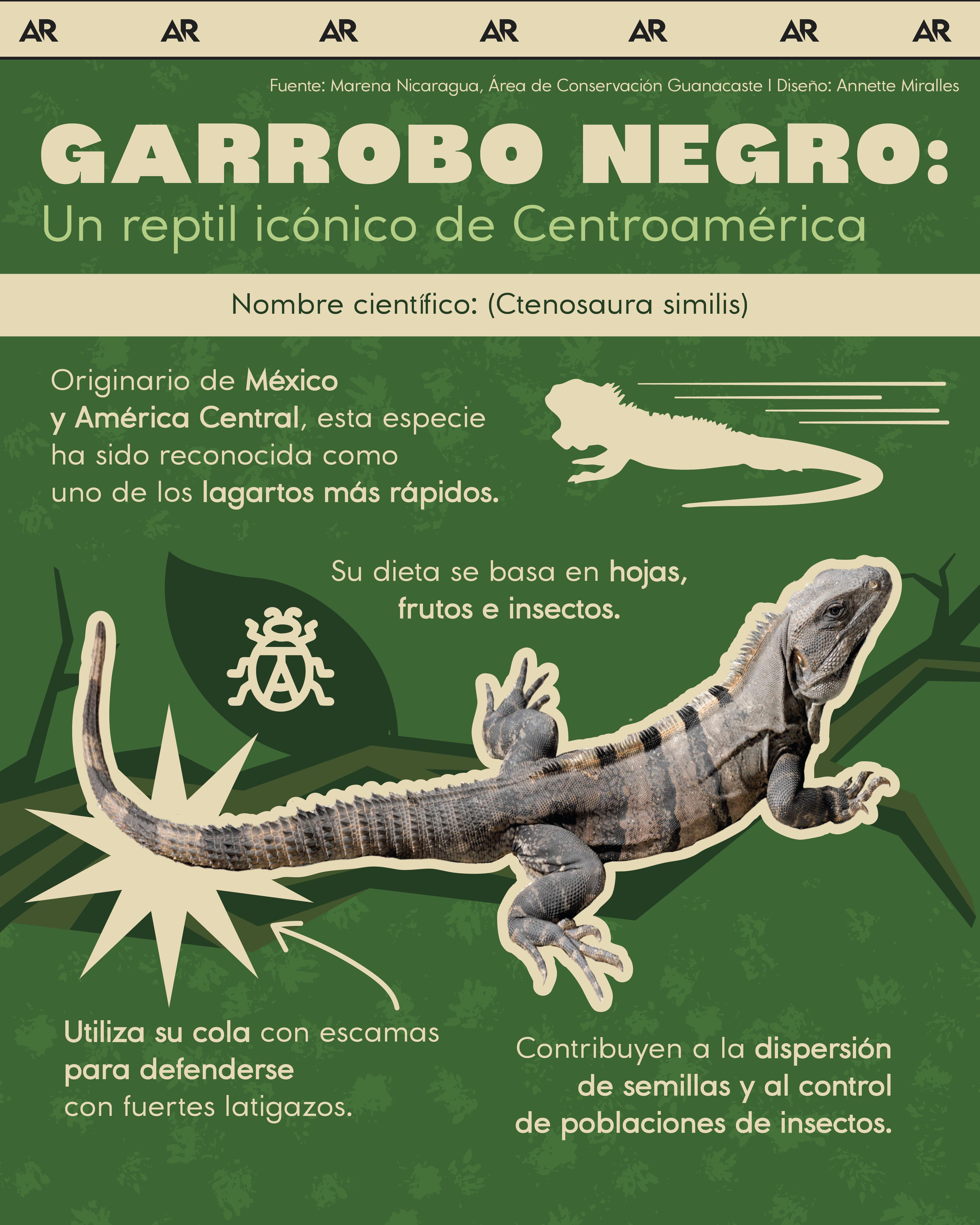 Garrobo negro: Un reptil icónico de Centroamérica 