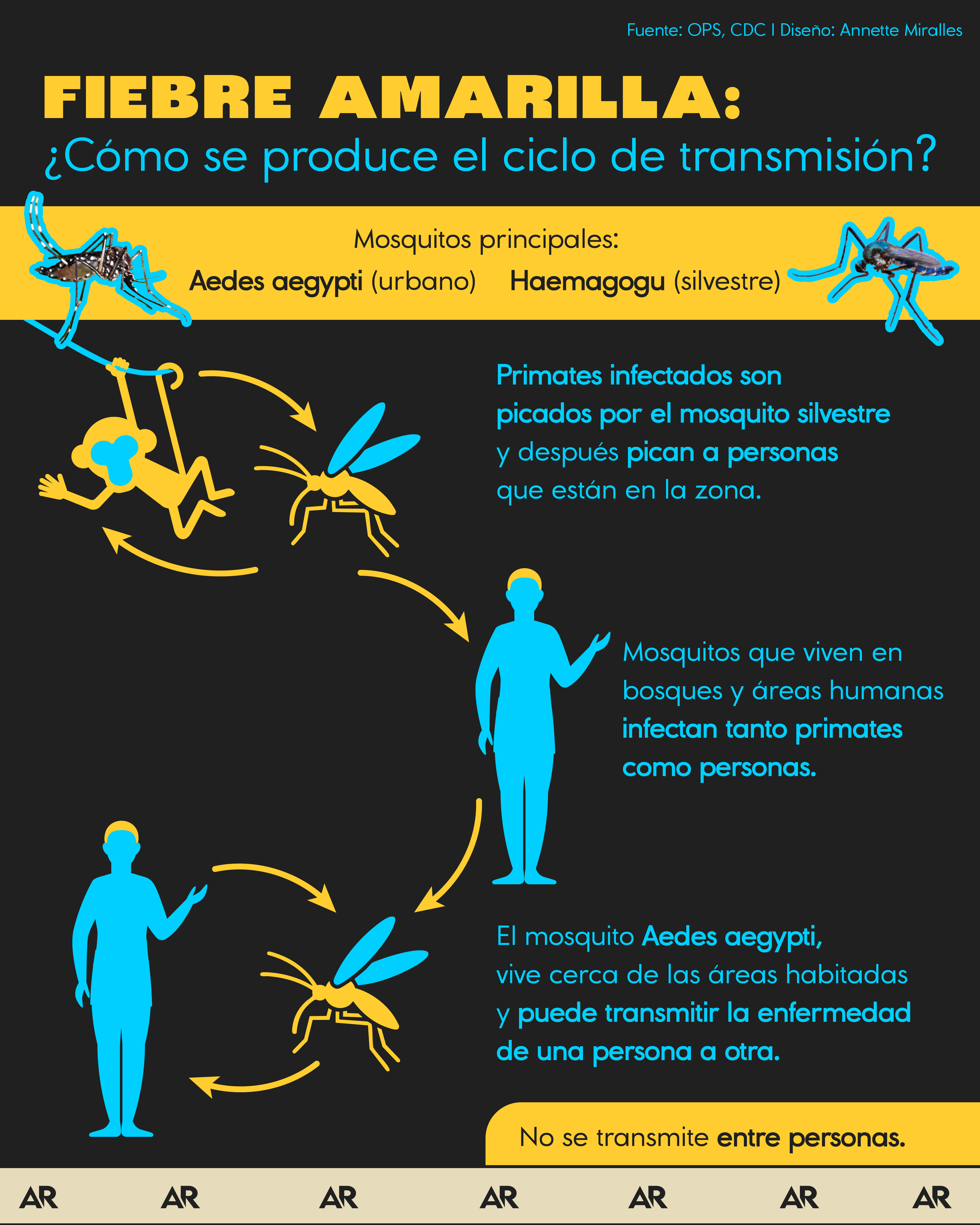 Fiebre amarilla: ¿Cómo se produce el ciclo de transmisión? 