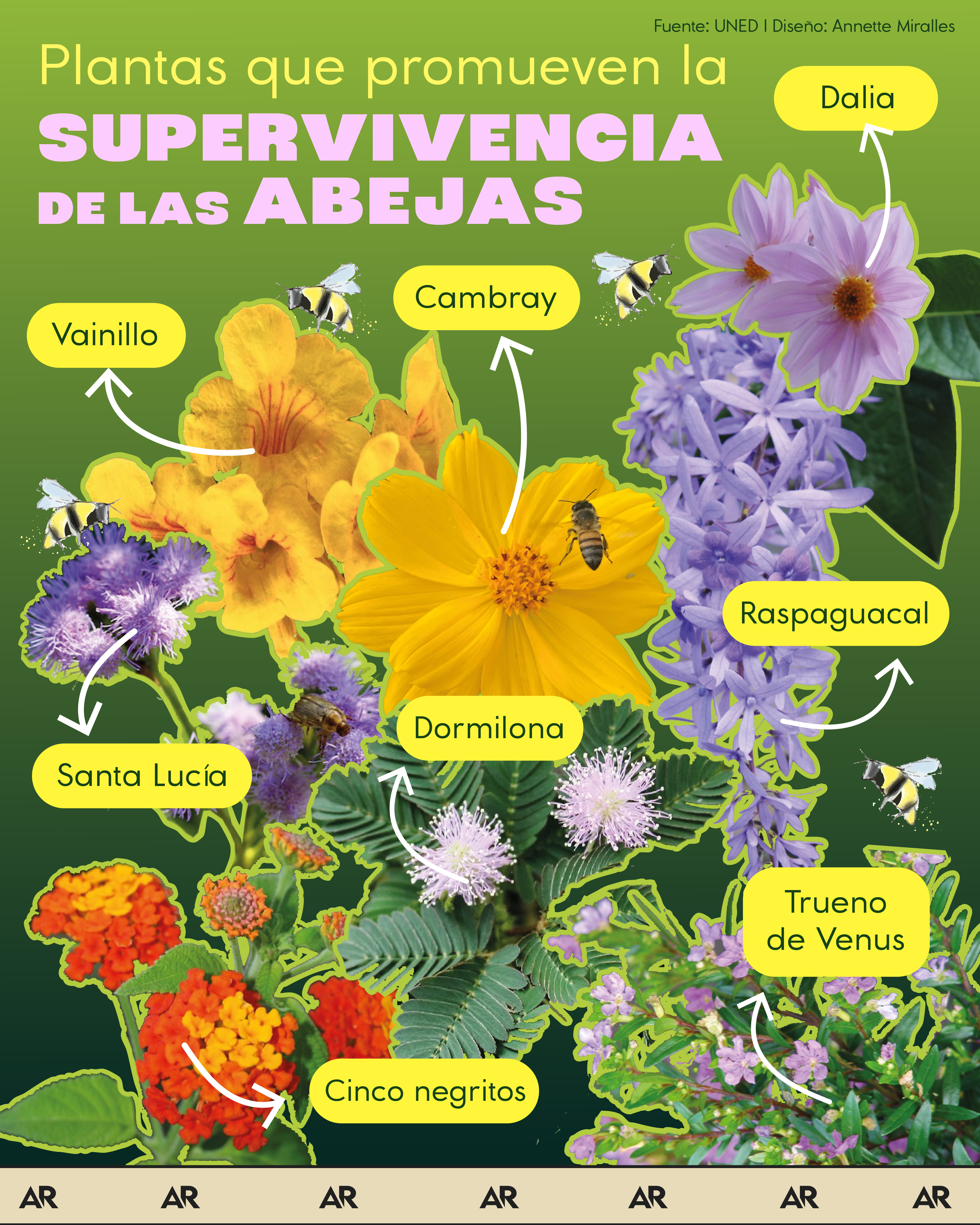 abejas, flores, plantas, polinizadoras, noticias, Costa Rica