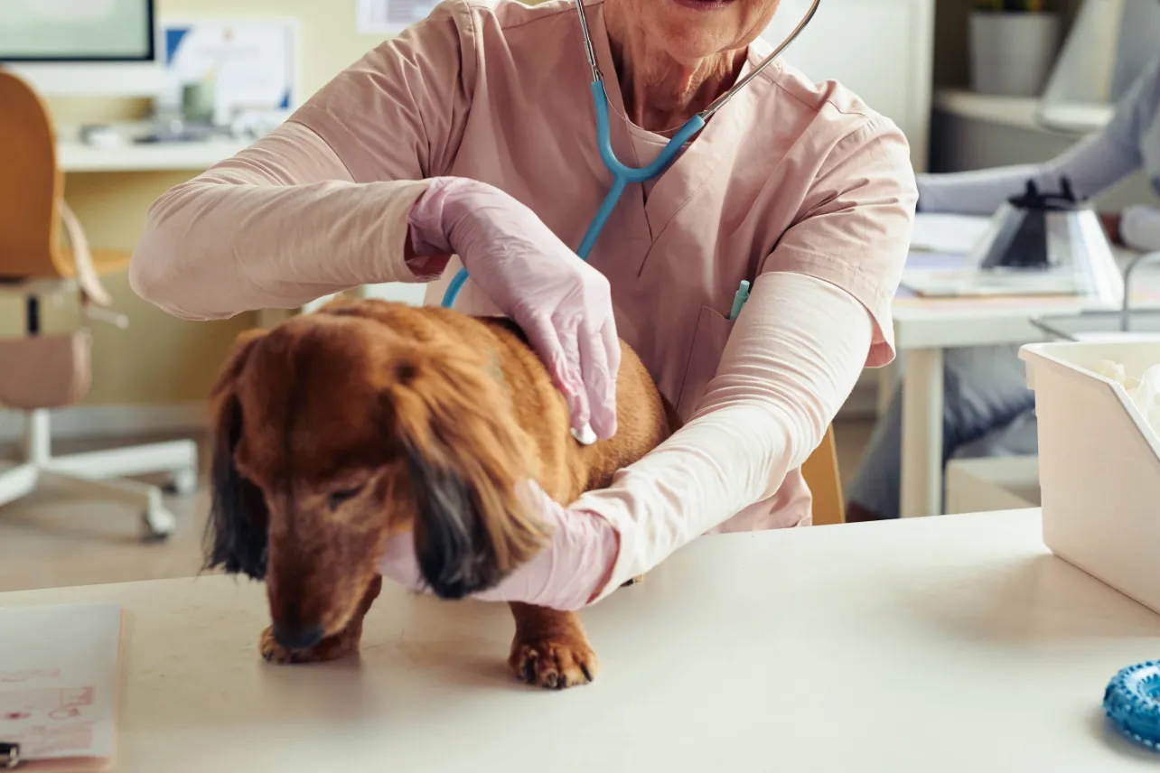 Clínicas veterinarias, MAG, Senasa, noticias, Costa Rica