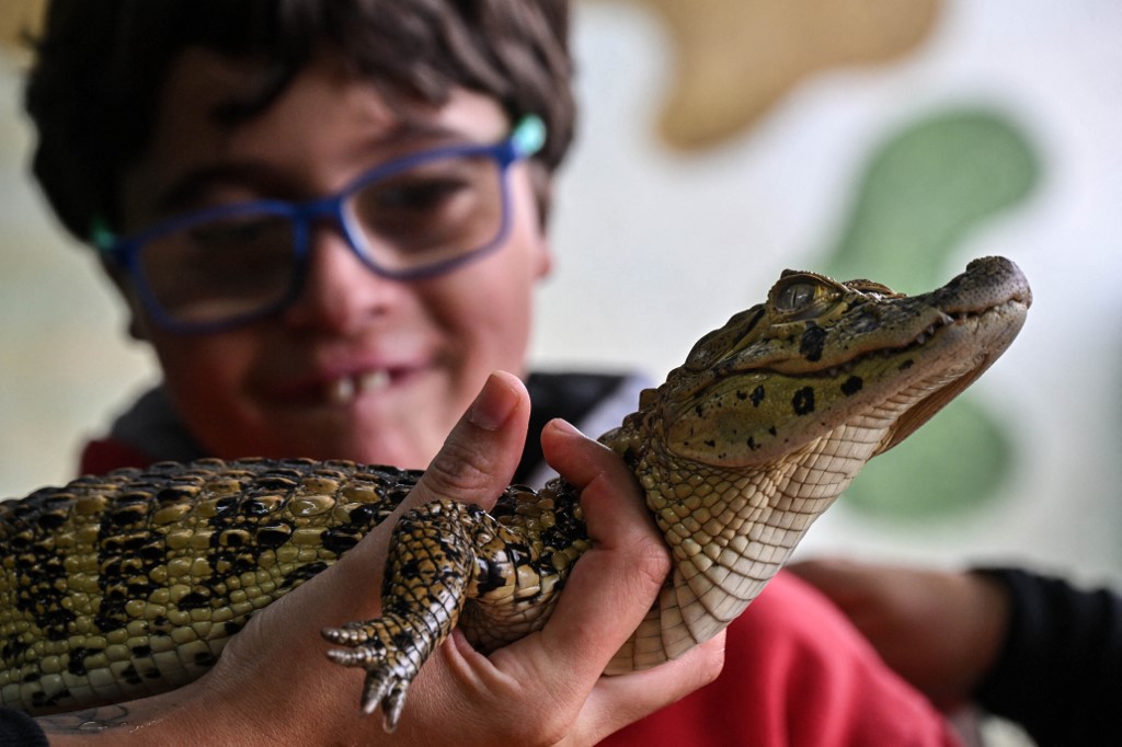 140623_Terapia_Reptiles_Brasil1.jpg