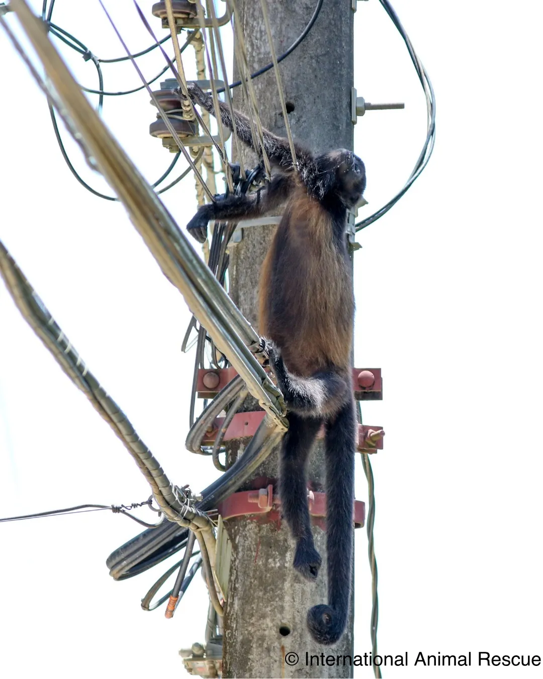 animales electrocutados