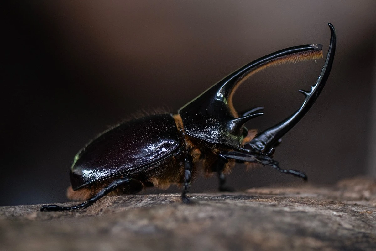 Una escarabajo en la finca Tierra Viva, en Boyacá, Colombia.