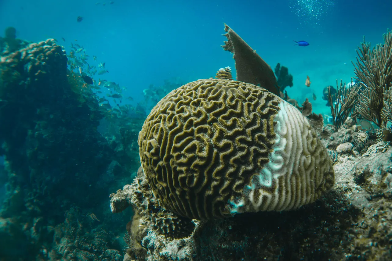 blanqueamiento coralino, corales, ambiente