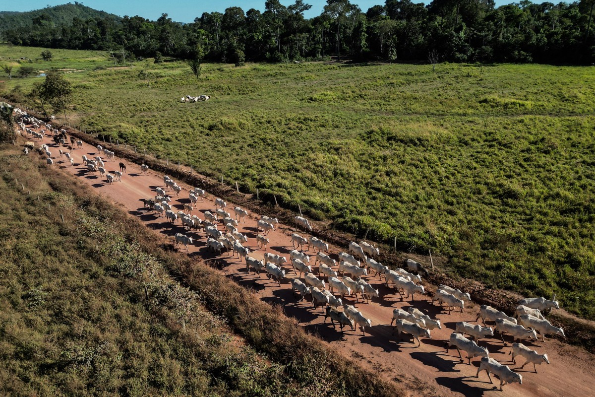 fuego amazonia brasil