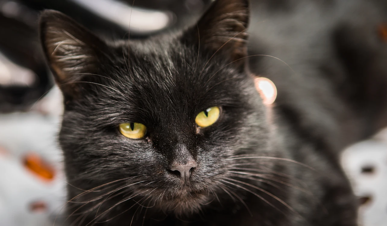 prohibición, españa, gatos negros, halloween