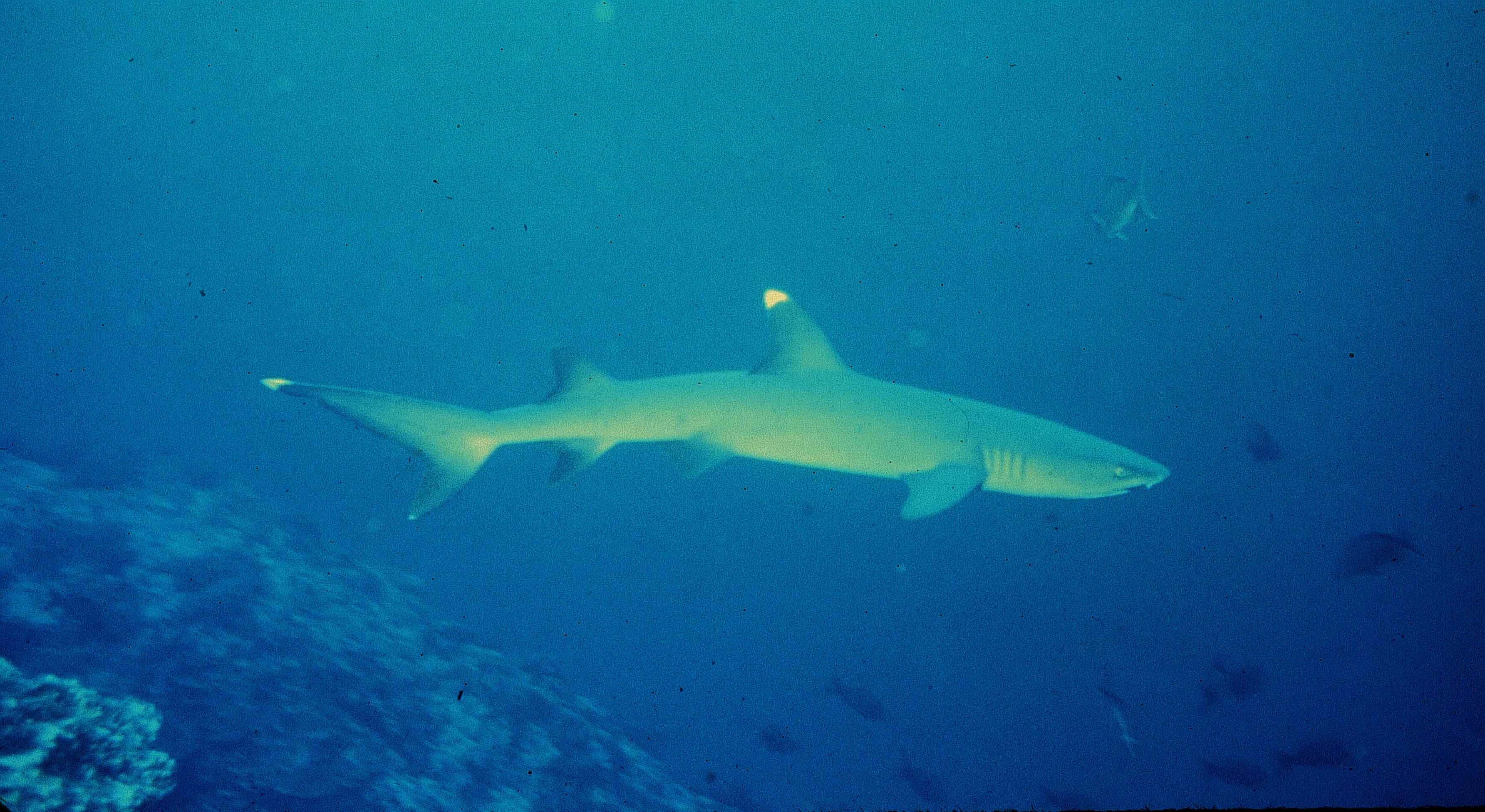 Un tiburón de arrecife de punta blanca