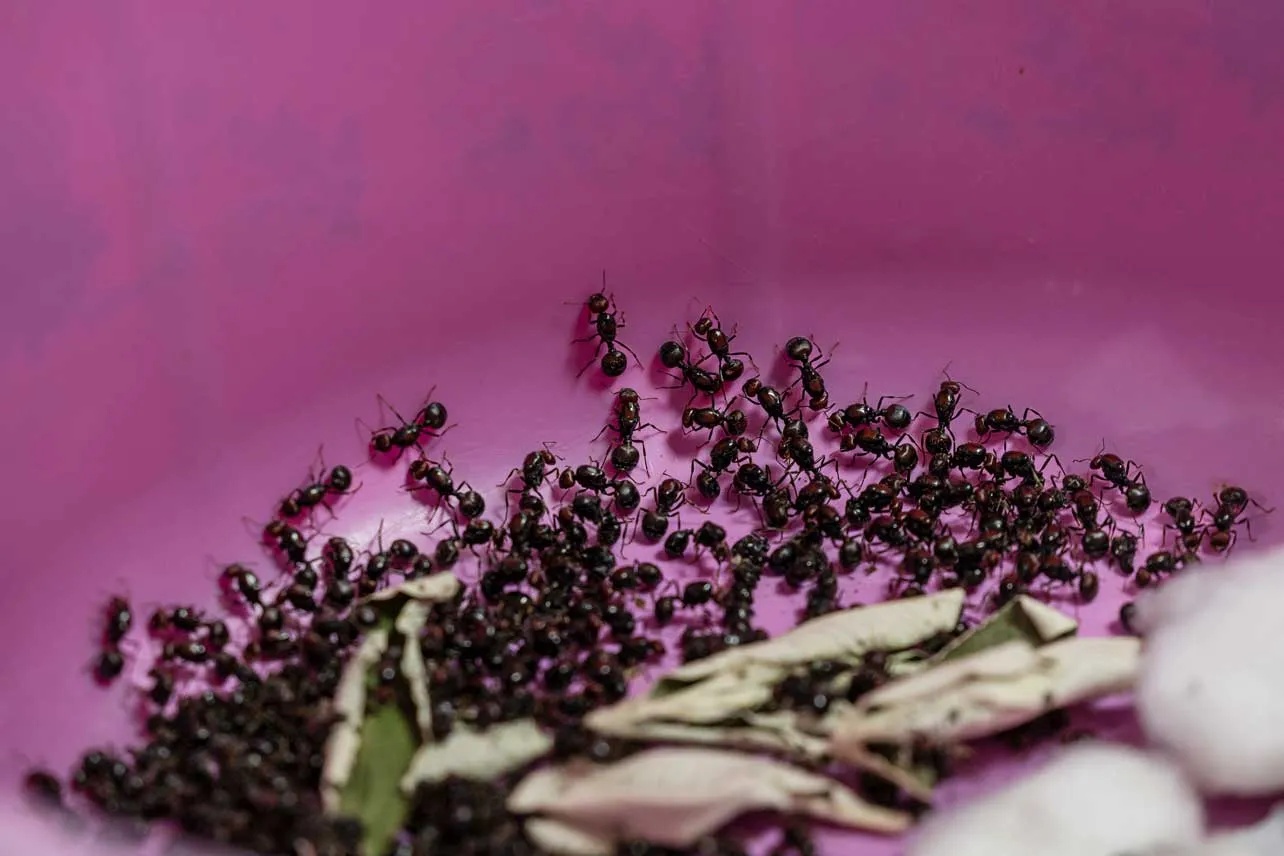 tráfico, hormigas, Kenia, China