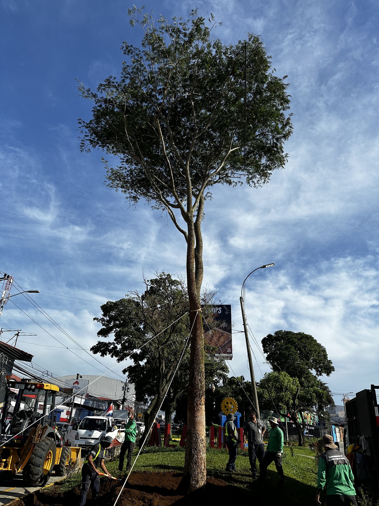 árbol entrada alajuela