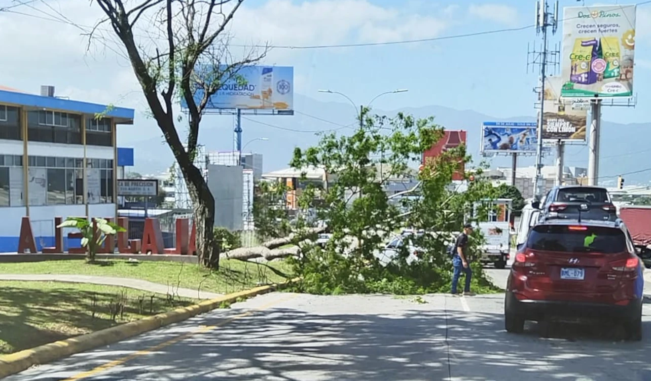 caída, arbol, guanacaste, entrada, alajuela, concejo municipal, conavi, mopt