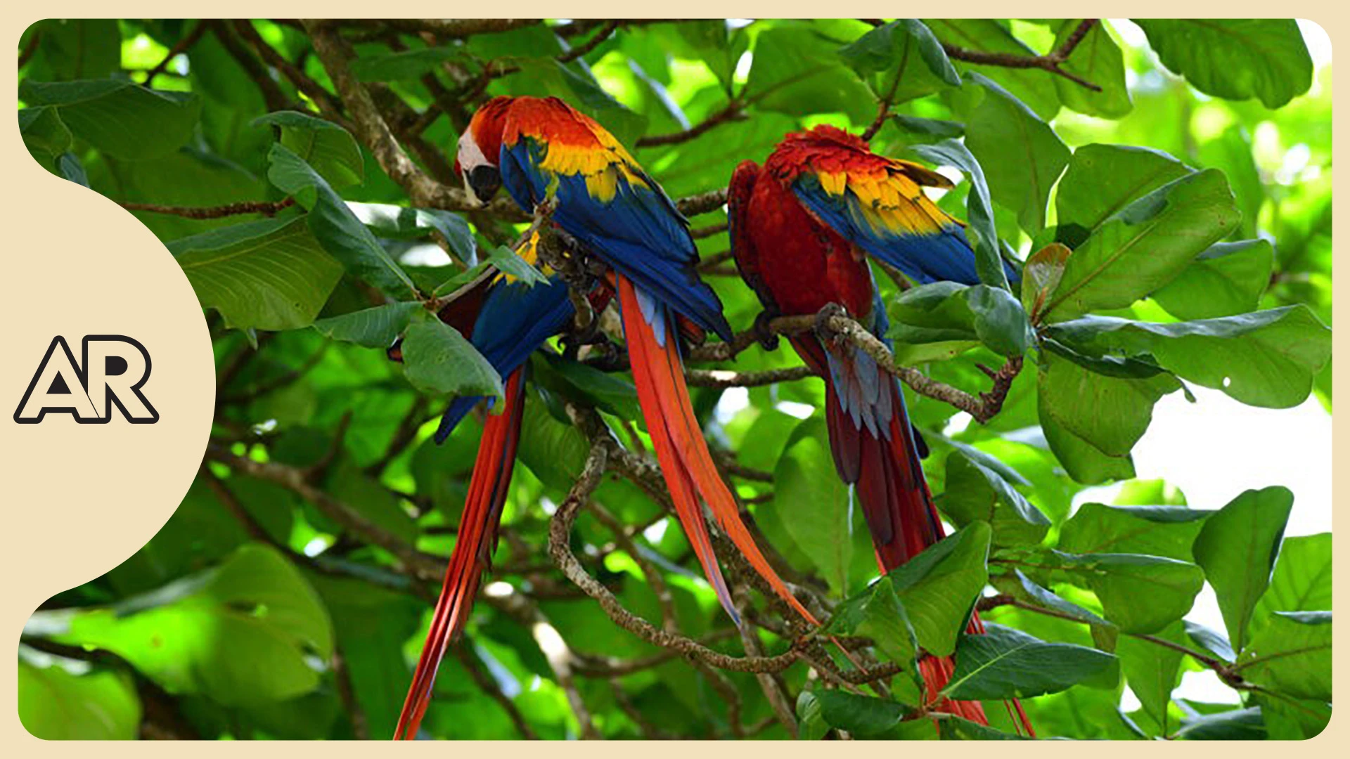 Cámaras con IA logran monitorear nidos de lapas para su conservación