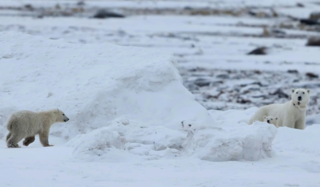 investigación, Canadá, osos polares, adopción, ciencia
